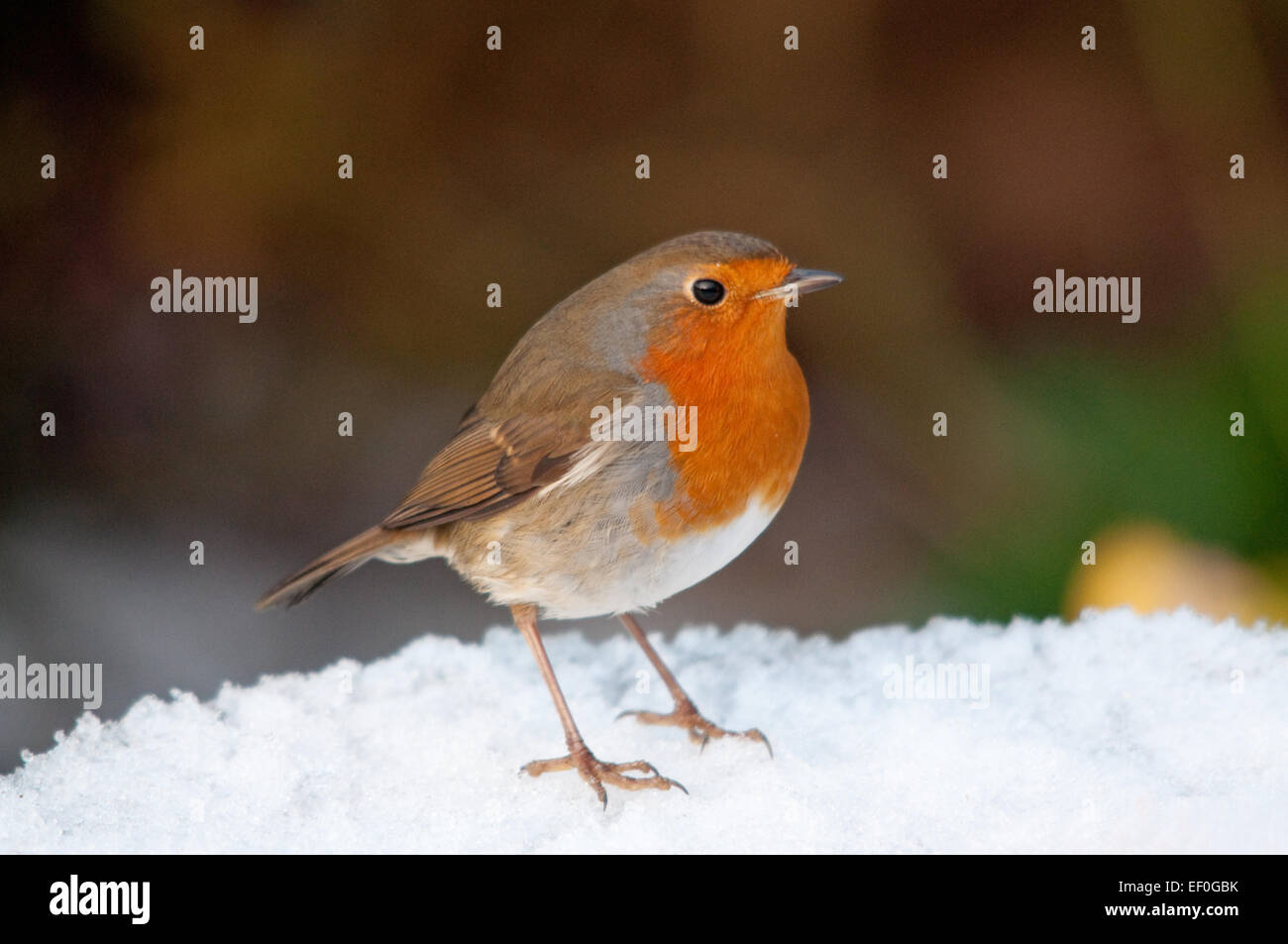 Robin su coperte di neve Bagno uccelli Foto Stock