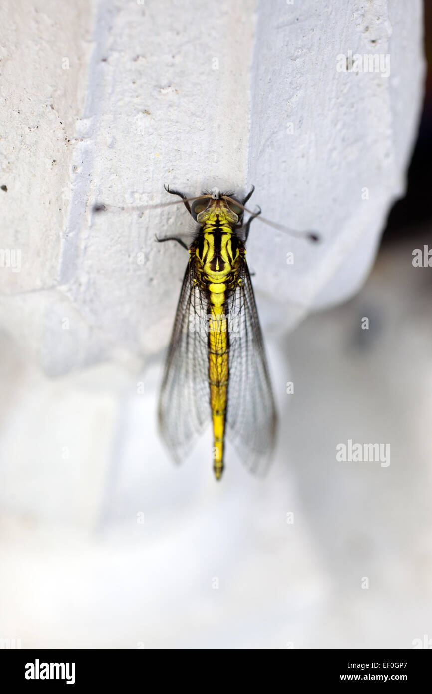 Giallo bellissima dragonfly close up Foto Stock