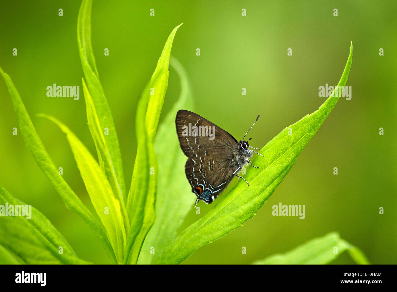 Nastrare hairstreak farfalla sulla foglia verde in estate l'ambiente. Foto Stock