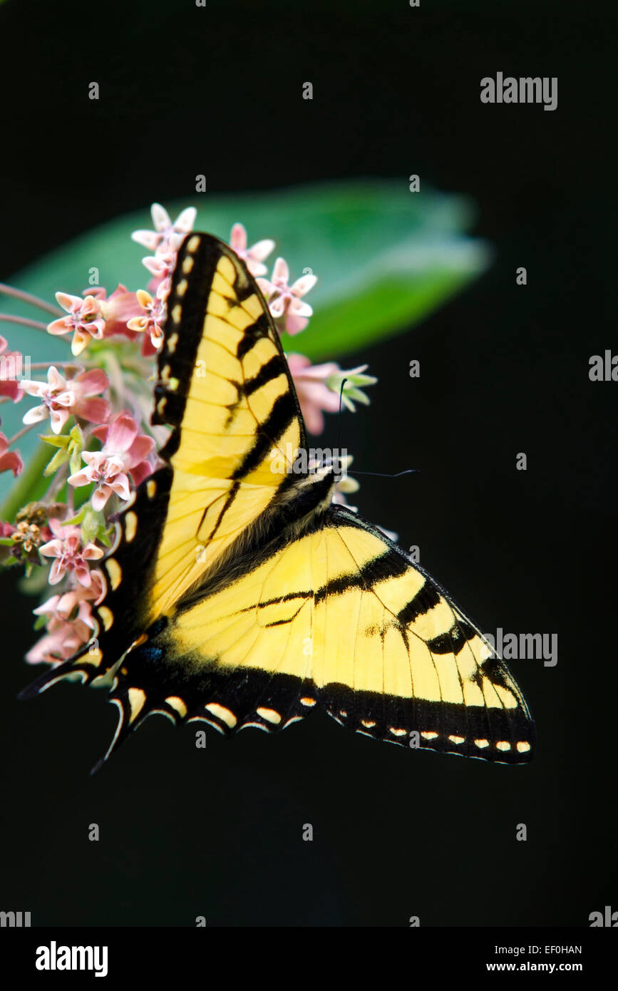 Tigre orientale a coda di rondine di alimentazione a farfalla sul fiore milkweed. Foto Stock