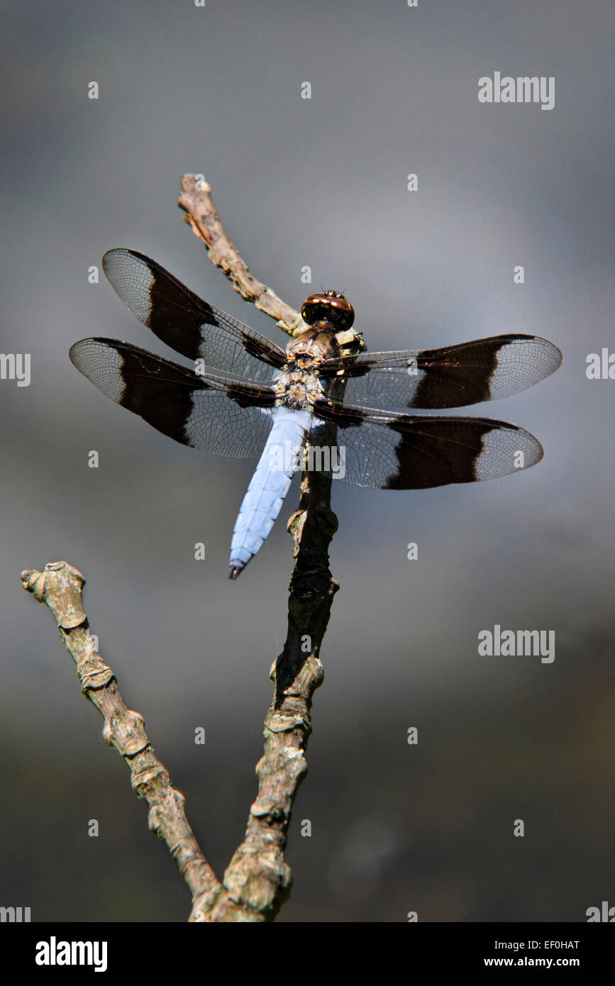 Comune di culbianco libellula con ali trasparenti in appoggio su un ramoscello. Foto Stock