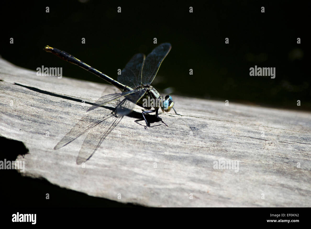 Libellula con gli occhi blu e ali trasparenti in appoggio su di un registro. Foto Stock