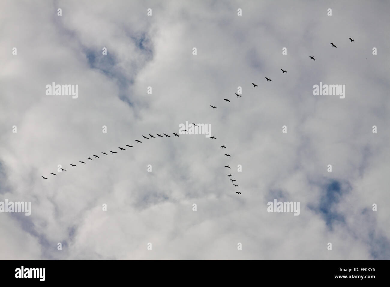 Gli uccelli migratori nel cielo. Foto Stock