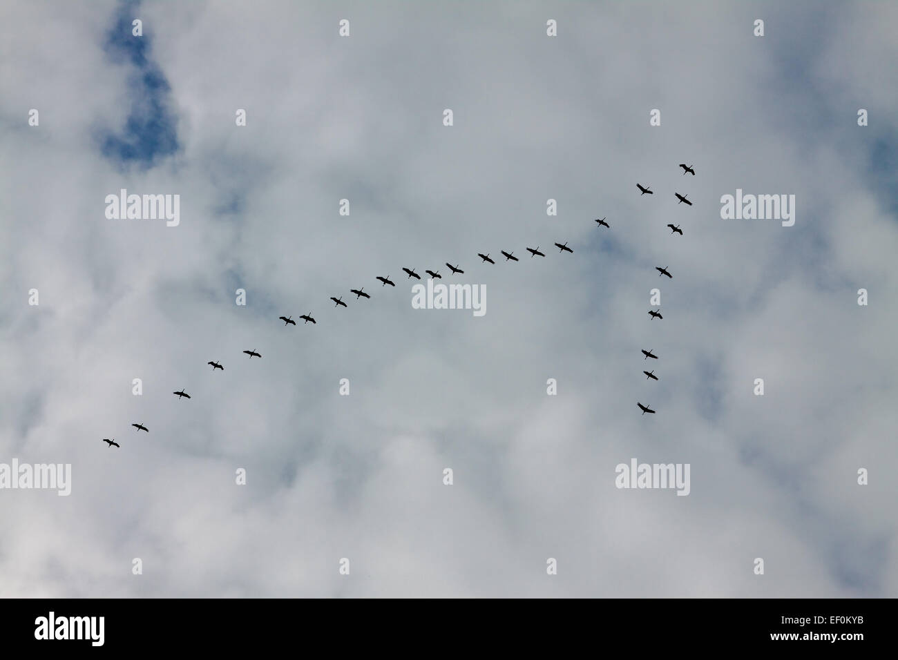 Gli uccelli migratori nel cielo. Foto Stock