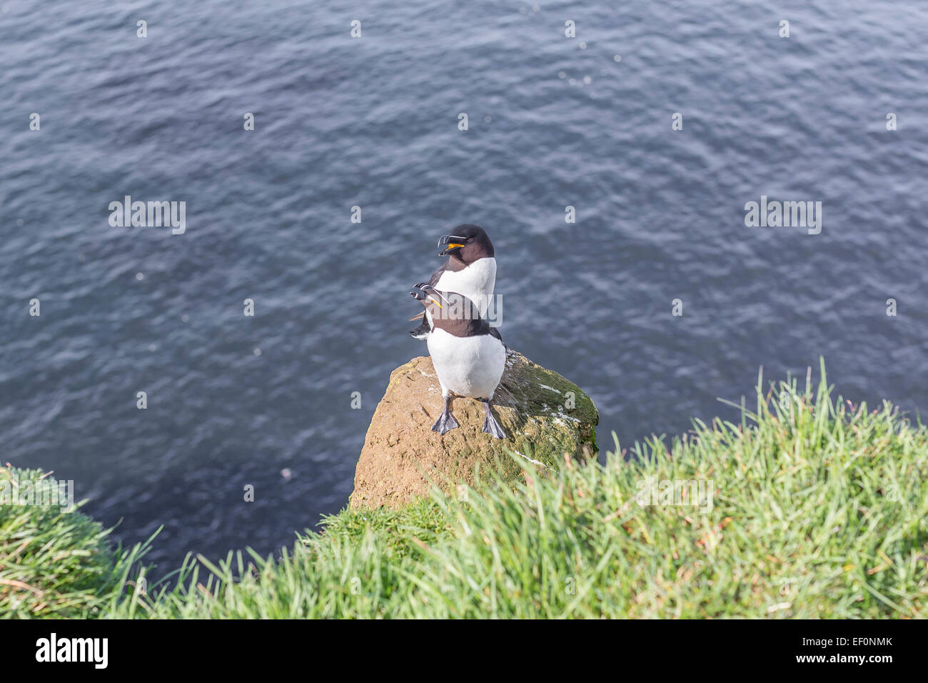 Islanda Westfjords Látrabjarg uccelli sulle scogliere. Alca ,Pufin ,Razorbill Foto Stock