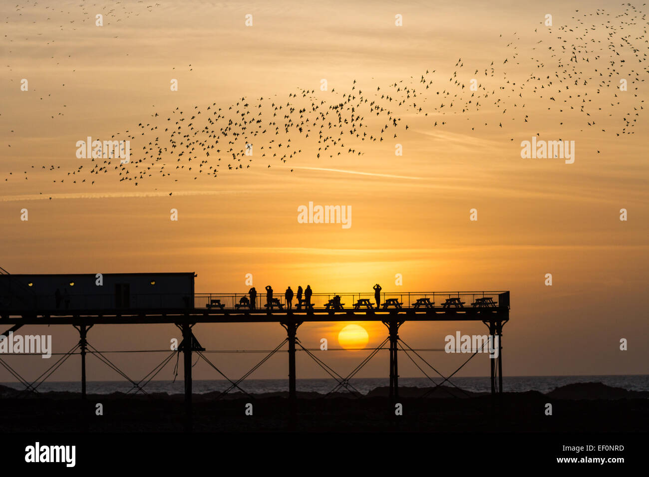 Aberystwyth, Wales, Regno Unito. Il 24 gennaio 2015. Meteo. Alla fine di un soleggiato ma freddo inverno di giorno, curiosi guarda piomba storni da Aberystwyth pier come il sole tramonta dietro il molo Credito: Alan Hale/Alamy Live News Foto Stock