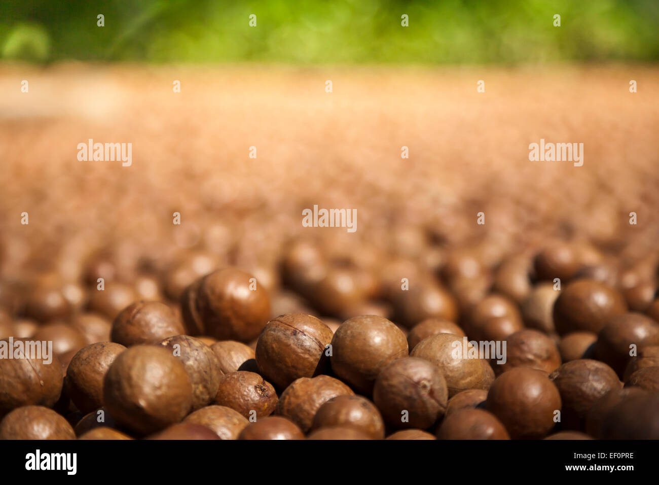 Noci di Macadamia al Valhalla noce Macadamia Farm Foto Stock