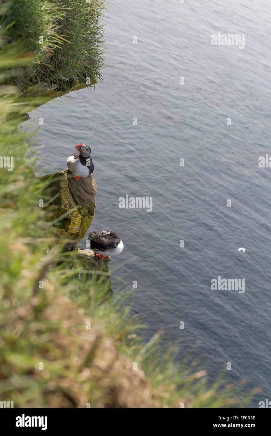 Islanda Westfjords Látrabjarg uccelli sulle scogliere. Alca ,Pufin ,Razorbill Foto Stock