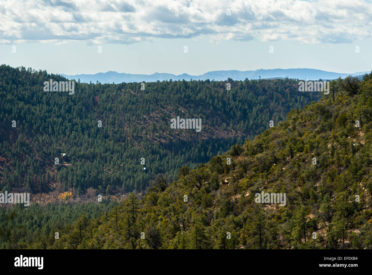 Eastern Arizona Pineta Foto Stock