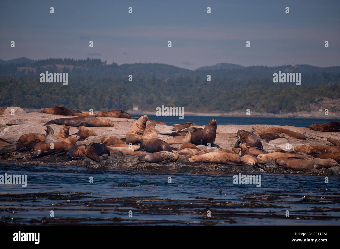 Mare del Nord Lions Eumetopias jubatus gara rocce Riserva Ecologica Victoria British Columbia Canada Foto Stock