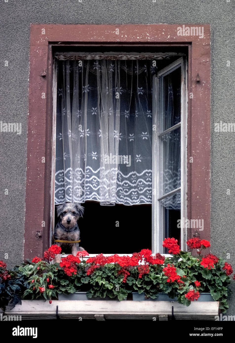 Un simpatico cane curioso con un guinzaglio di ritegno intorno al suo corpo si affaccia una finestra aperta passato fioriere con il rosso dei gerani per vedere cosa sta succedendo nella strada Staufen, una piccola città al bordo della Foresta Nera (Schwarzwald) nella Germania meridionale. Foto Stock