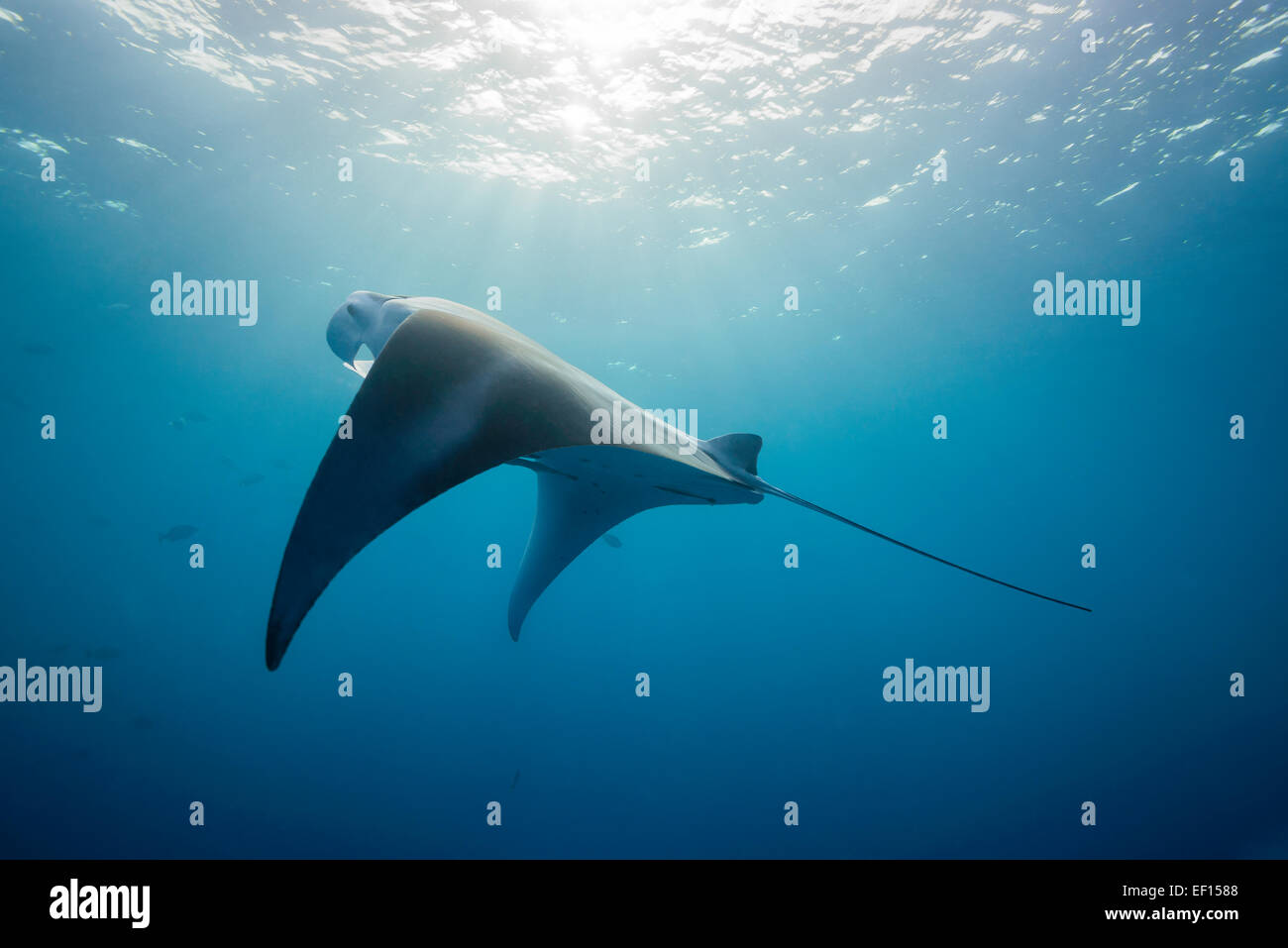 Manta Ray, Manta birostris, nuoto al di sotto della superficie, canale tedesco, Palau, Micronesia, Oceano Pacifico Foto Stock