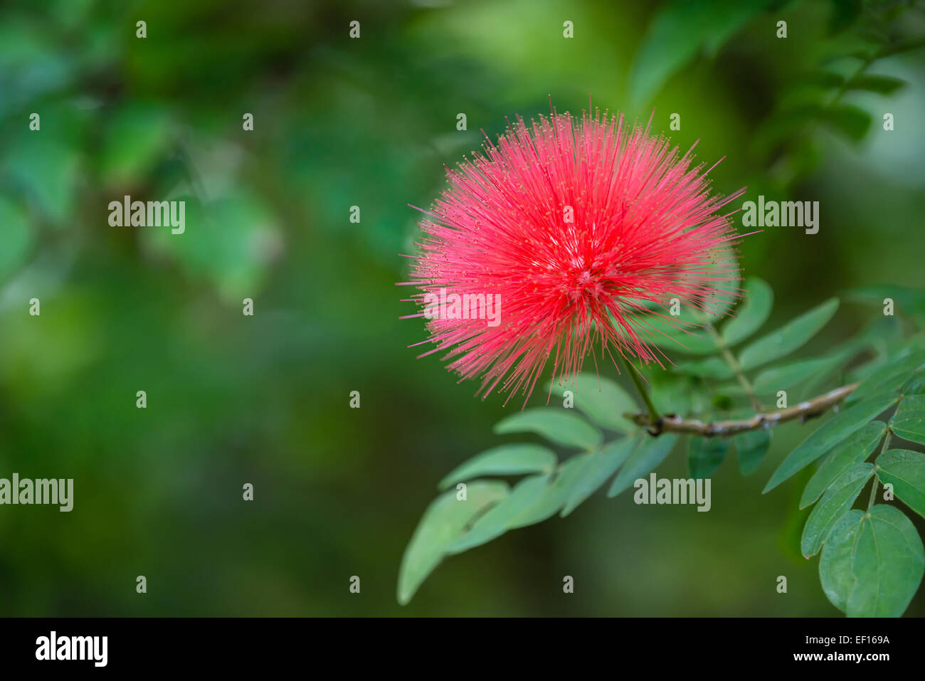 Mimosa in fiore tree (Albizia julibrissin), o albero di seta, ramo Foto Stock