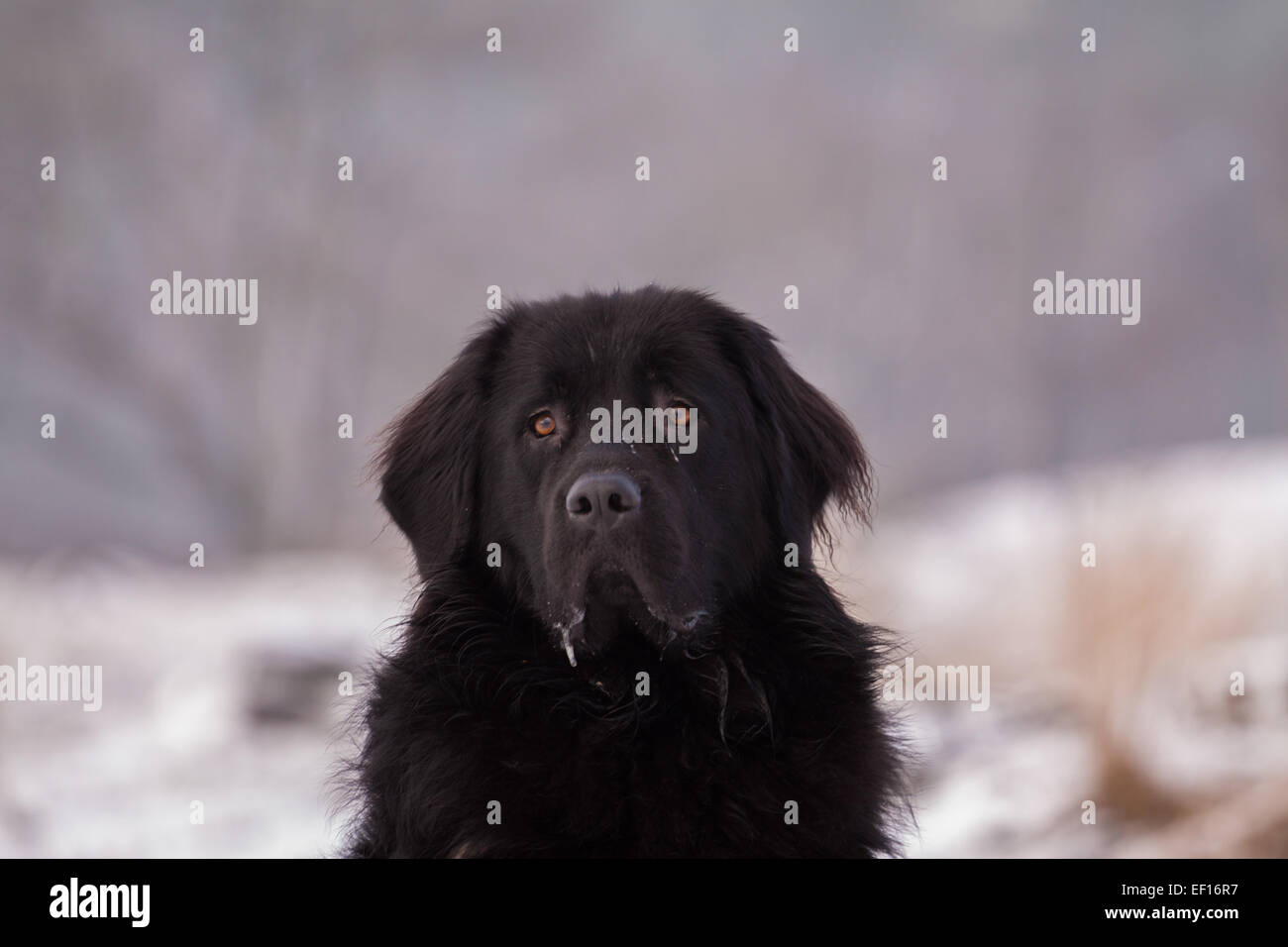 Ritratto di un nuovo cane foundlander in posa di un paesaggio di neve a Loonse en Drunense Duinen, Paesi Bassi Foto Stock