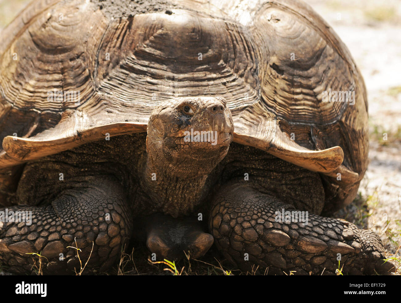 Gigantesca tartaruga terrestre nel suo ambiente naturale Foto Stock