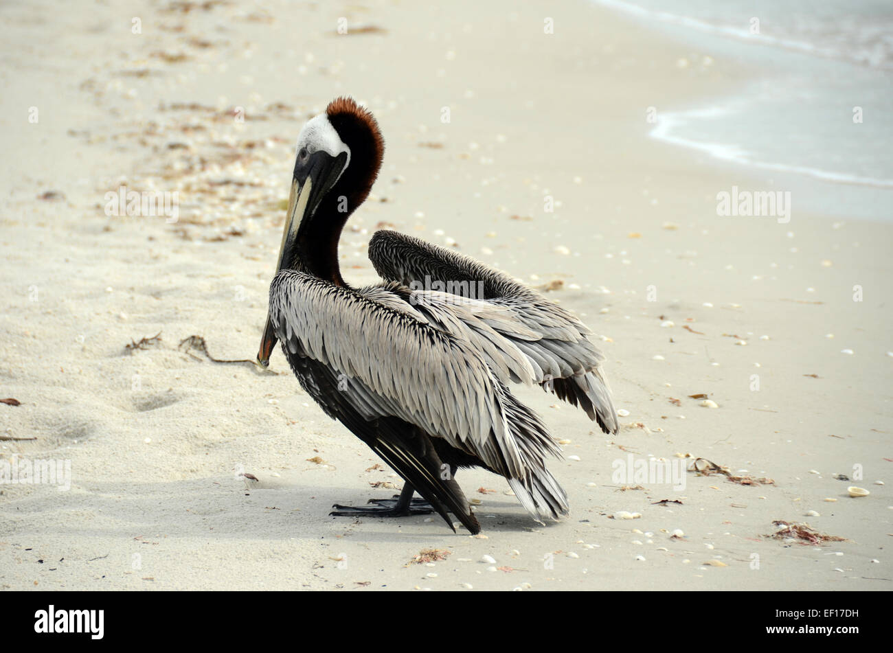 Pellicano marrone in piedi su una spiaggia della Florida Foto Stock