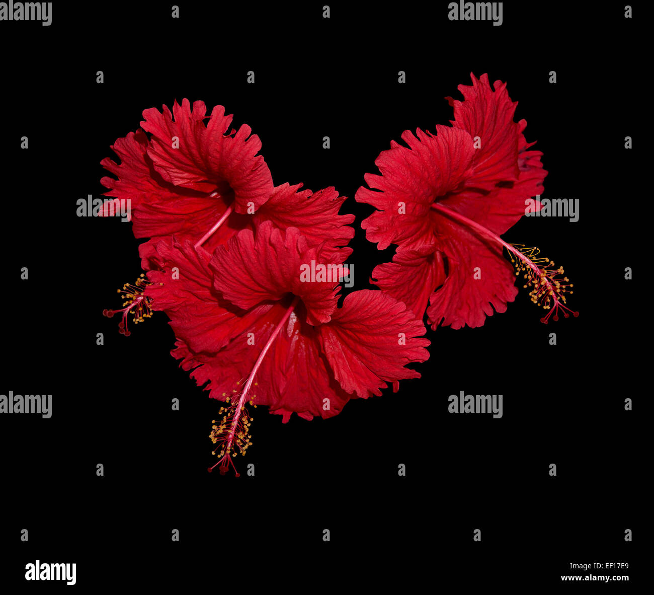 Red Hibiscus disposizione isolata su nero. Sri Lanka asia. Foto Stock