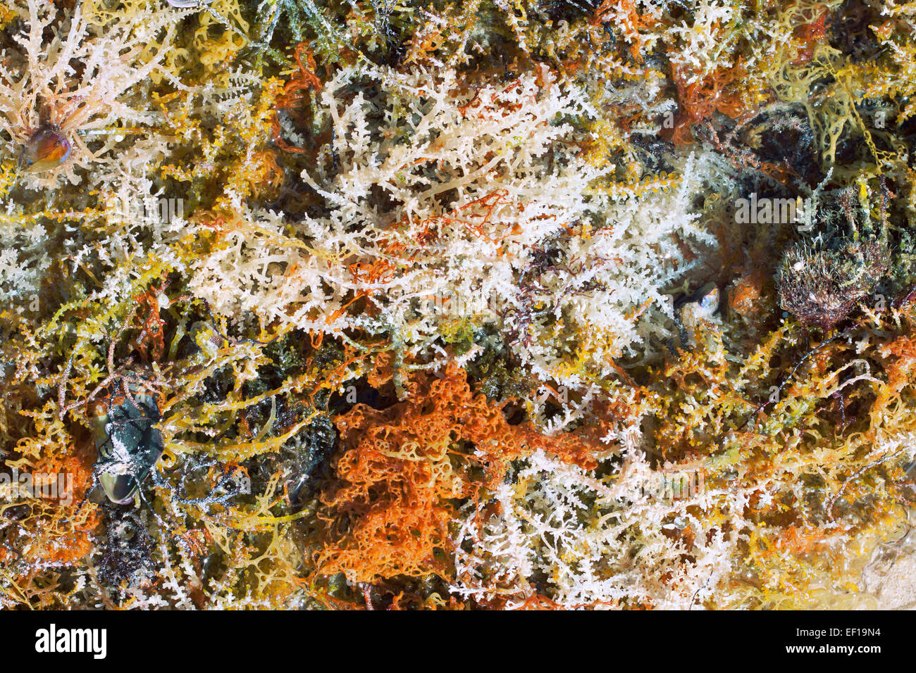 Coralli molli sullo sfondo di un mare rosso Foto Stock