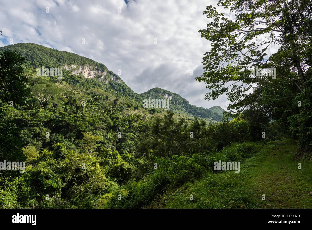 Un sentiero attraverso lussureggianti giungle del Belize, America centrale. Foto Stock