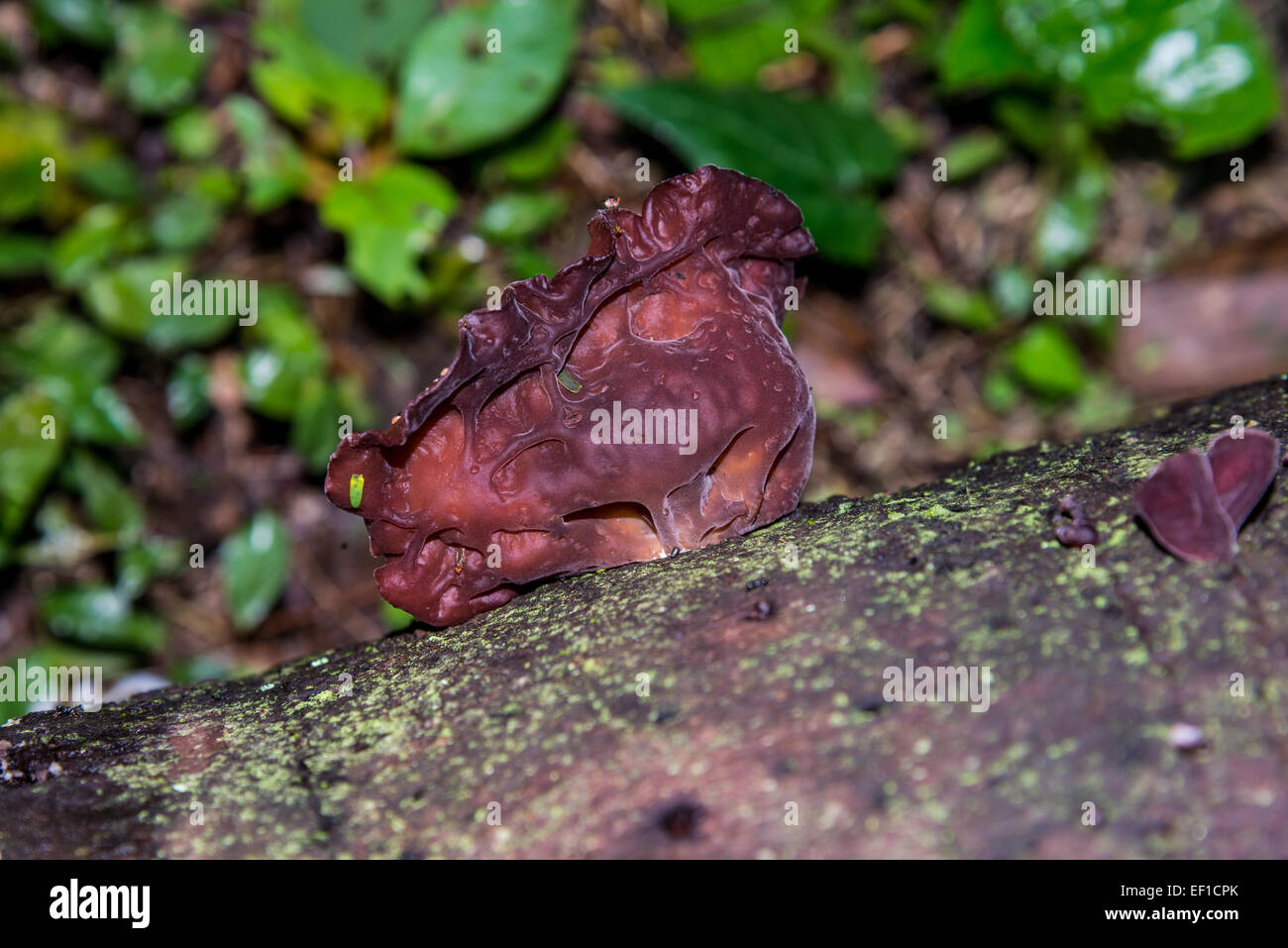 Legno-orecchio fungo (Auricularia polytricha) su un albero morto tronco. Belize, America centrale. Foto Stock