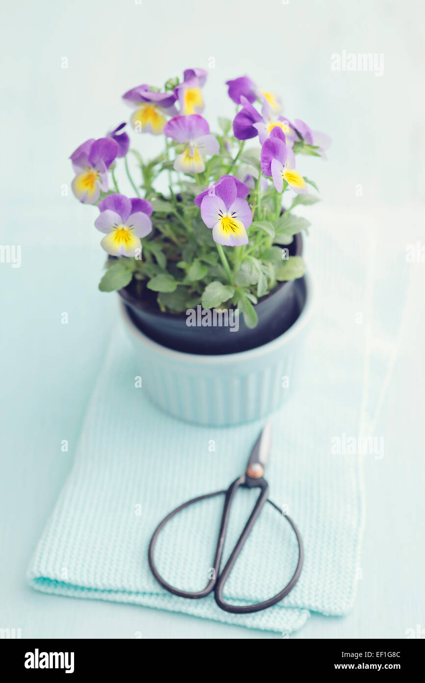Cornuto viola in un vaso di fiori con le forbici Foto Stock
