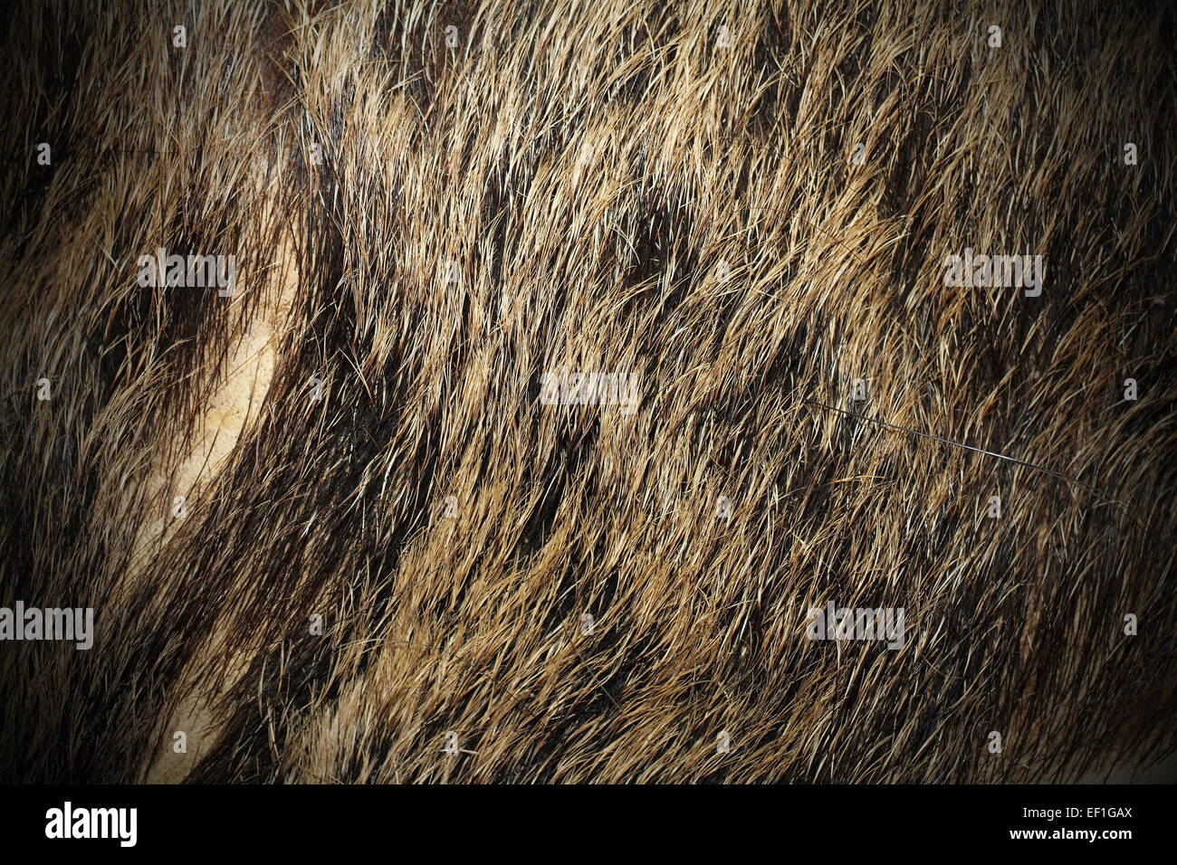 Bella la texture del cinghiale ( Sus scrofa ) pelliccia con vignette Foto Stock