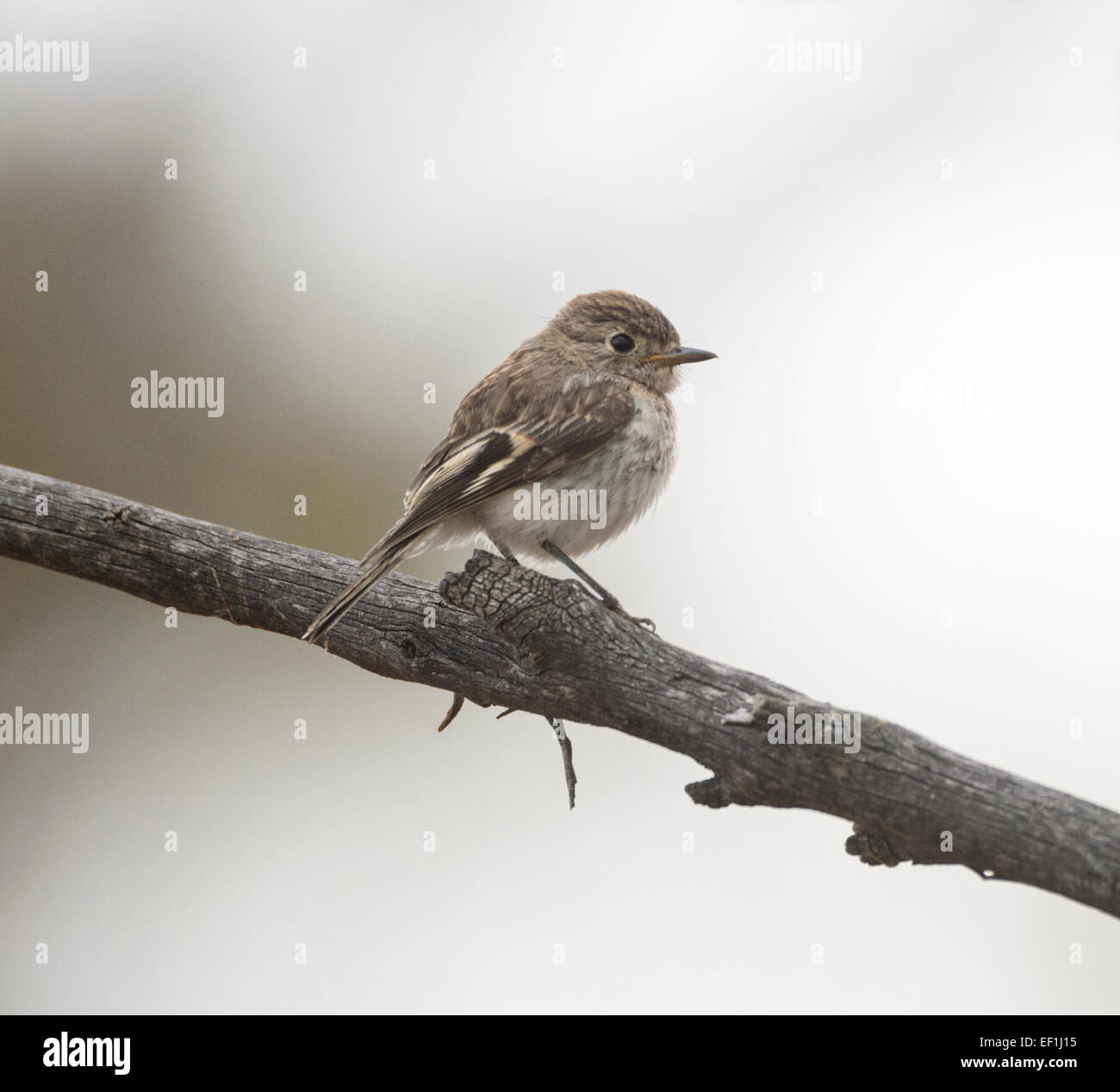 I capretti rosso-capped Robin (Petroica goodenovii), Gluepot, Sud Australia, SA, Australia Foto Stock