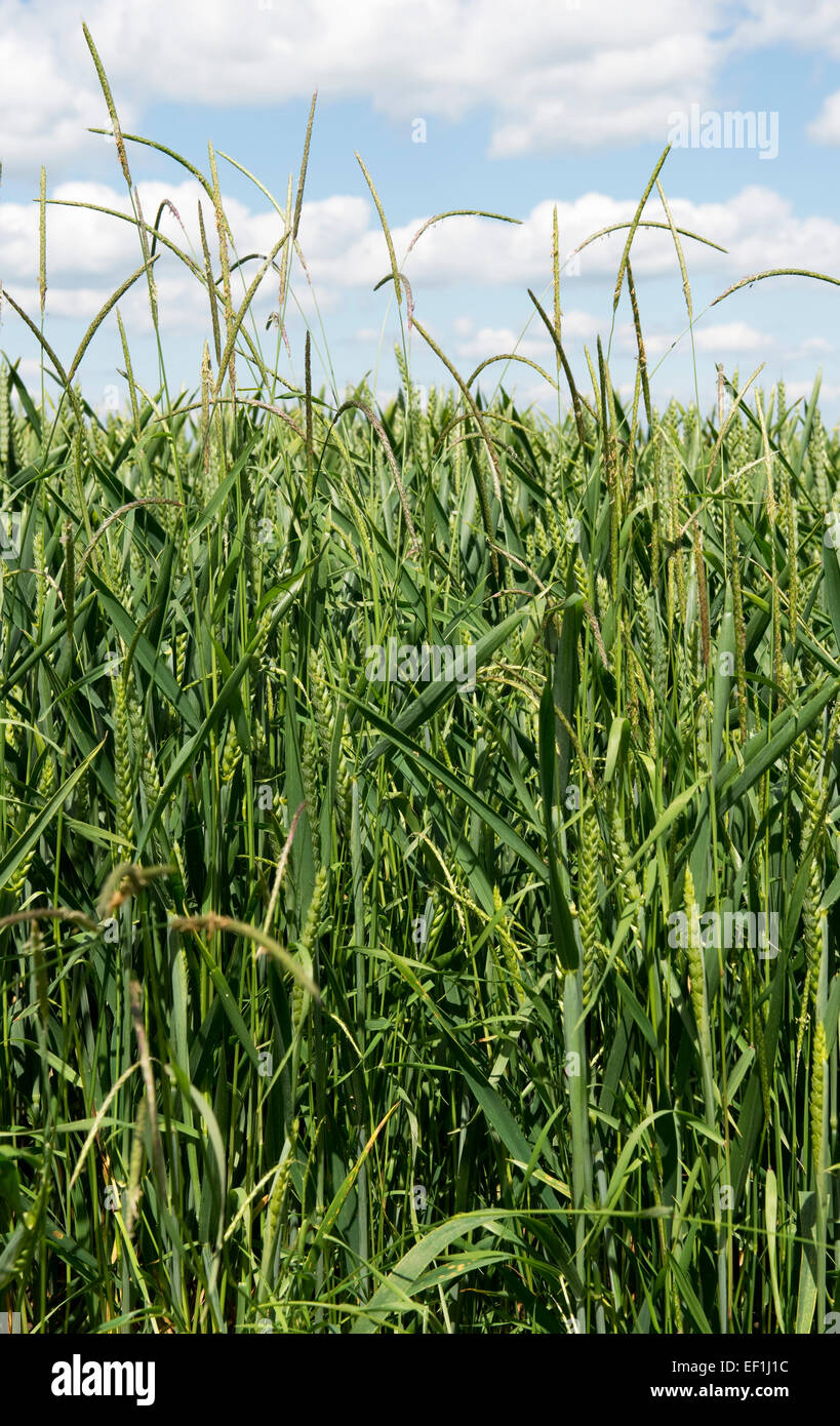 Blackgrass, Alopecurus mvosuroides, fioritura dei picchi di erba in una coltivazione di grano in early orecchio, Berkshire, Giugno Foto Stock