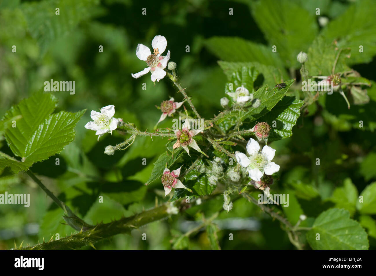 Blackberry o rovo Rubus fruticosus, in flowerand presto i suoi frutti, Berkshire, Giugno Foto Stock