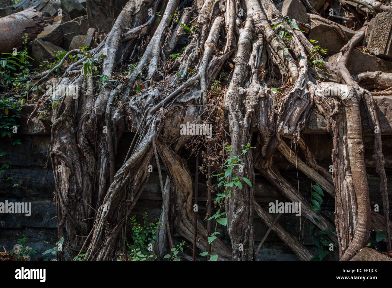 Il picchiettio di complessi di radici di albero a Beng Mealea rovinato tempio, Cambogia Foto Stock