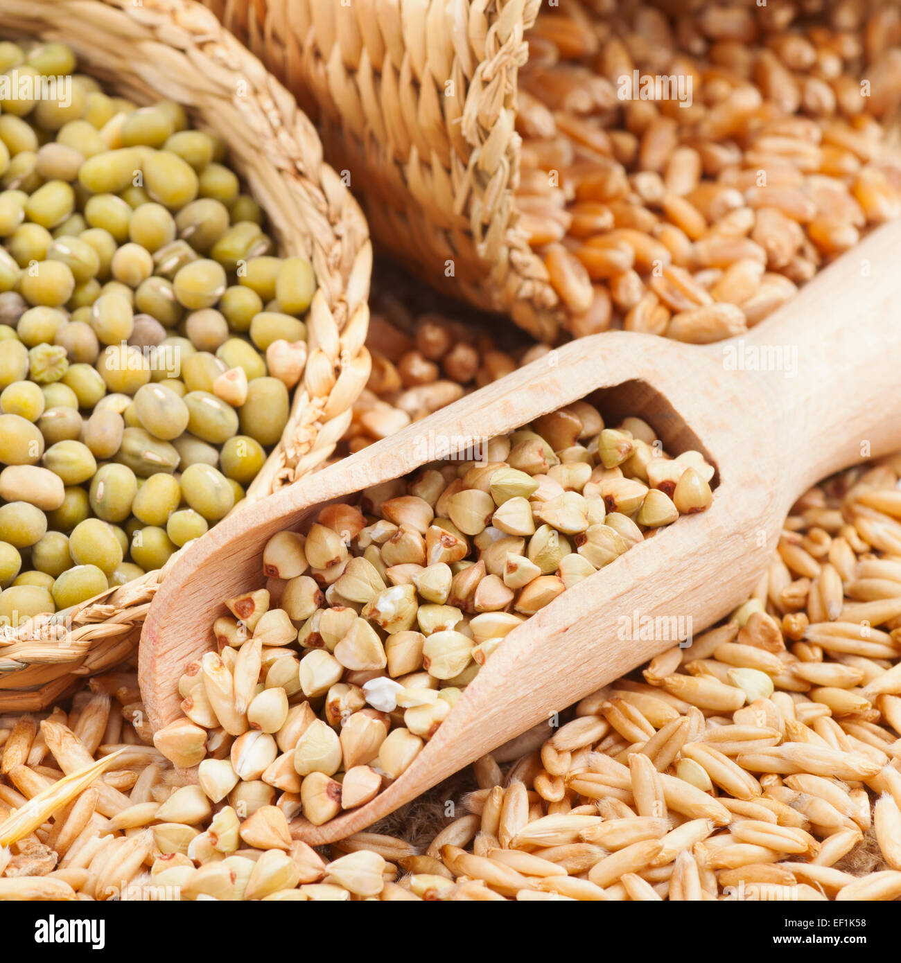 Il verde di grano saraceno, di frumento, avena e nucleasi - i chicchi di grano e fagioli Foto Stock