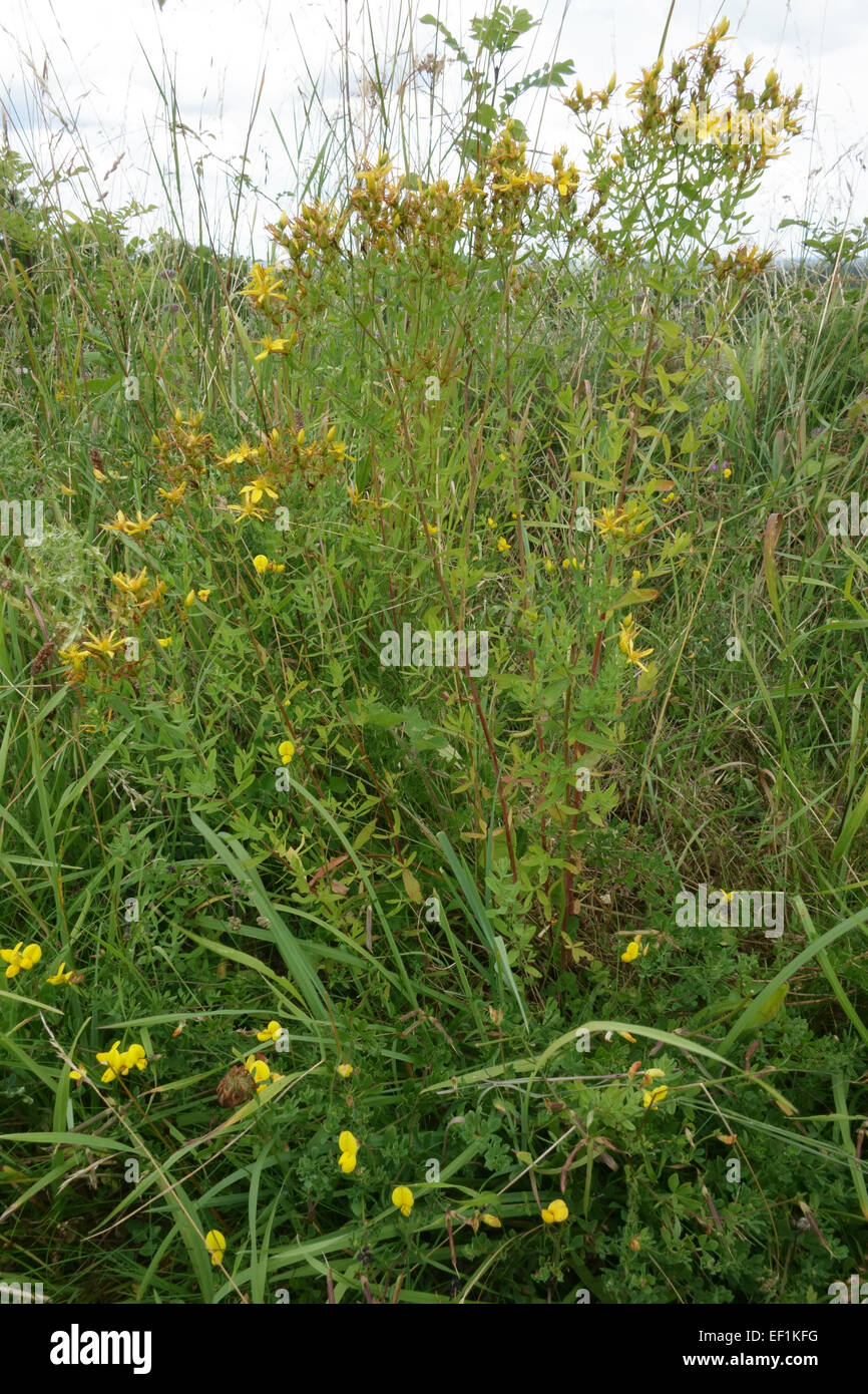Erba di San Giovanni, Hypericum perforatum, la fioritura e la semina in un downland erba orlo, Berkshire, Agosto Foto Stock