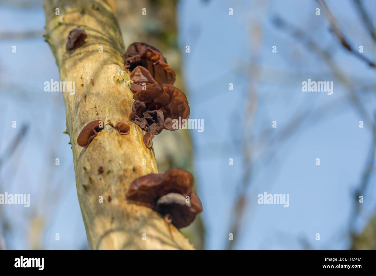 Orecchie di legno / Ear fungus dell'ebreo - Auricularia auricula-judae - su anziano comune / Sambucus nigra. Foraggio, forato cibo, legno orecchi funghi. Foto Stock
