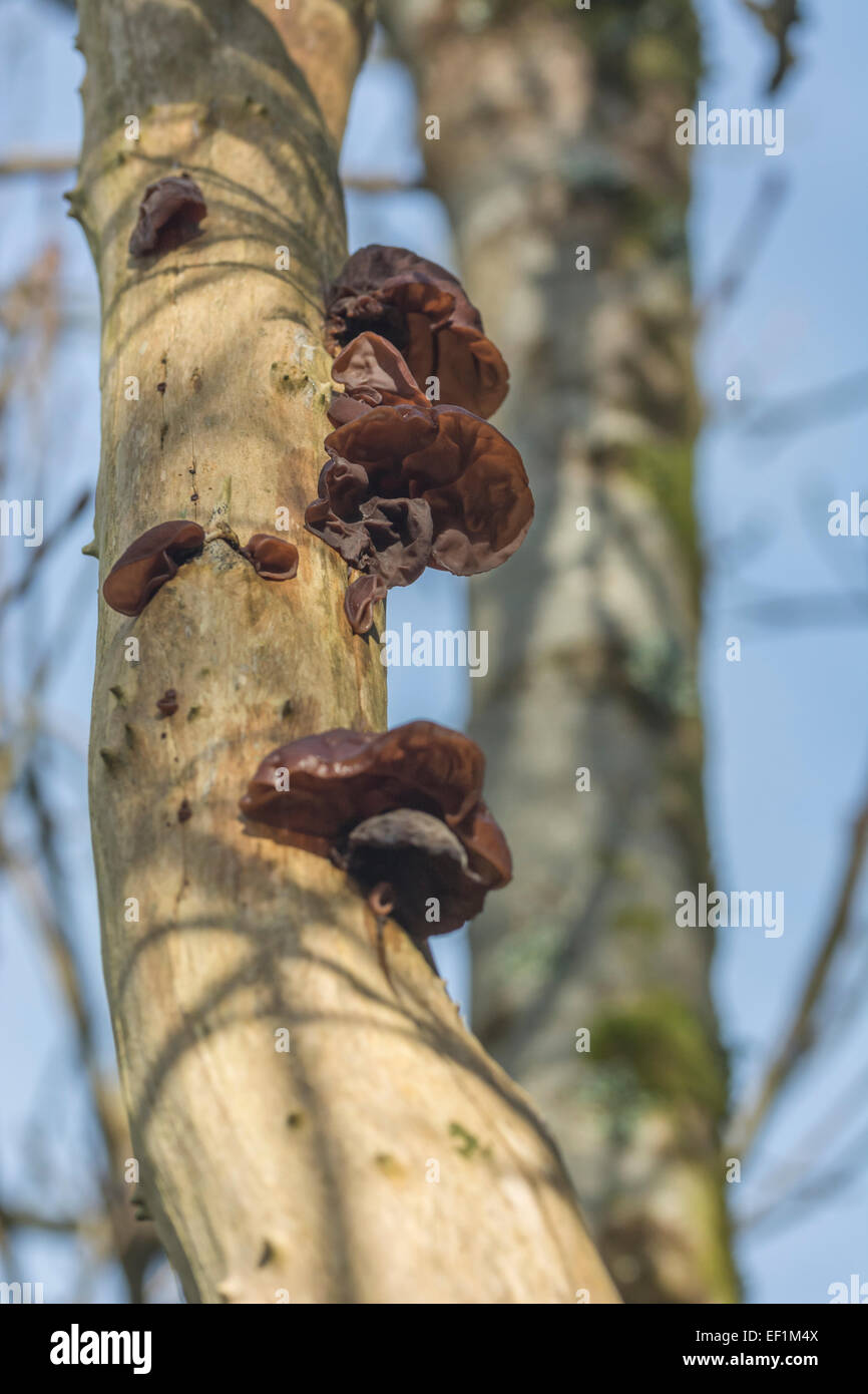 Orecchie di legno / Ear fungus dell'ebreo - Auricularia auricula-judae - su anziano comune / Sambucus nigra. Foraggio, forato cibo, legno orecchi funghi. Foto Stock