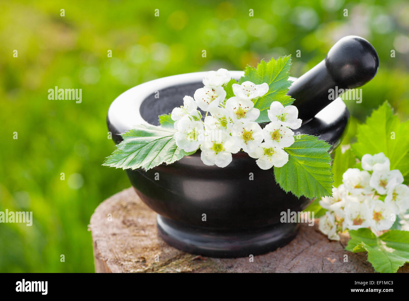 Mortaio con il fiore biancospino, medicine a base di erbe Foto Stock