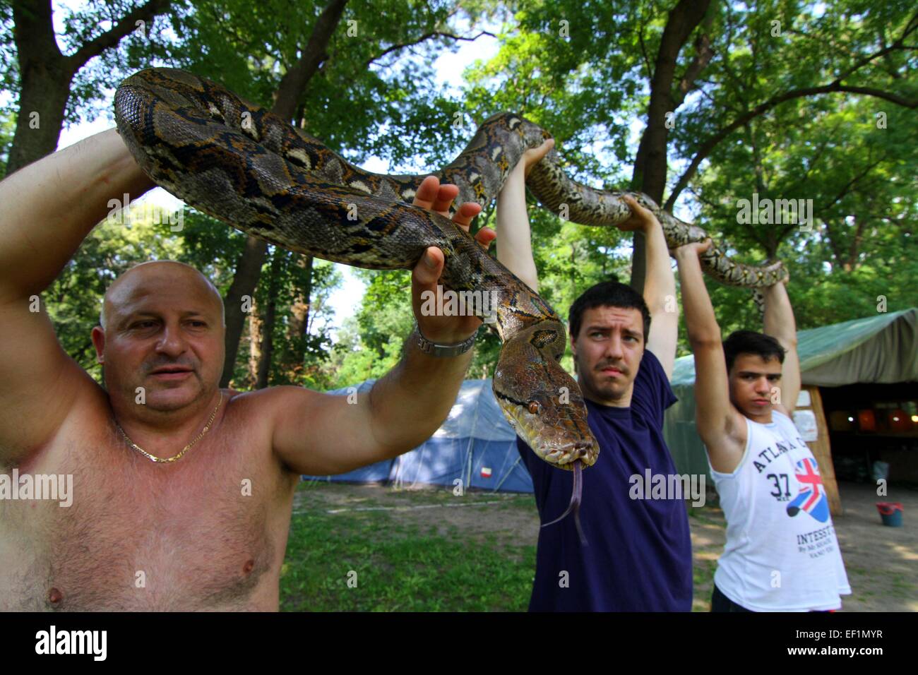 Un gestore amimal contiene una grande anaconda snake durante un animali esotici in mostra nella città di Varna, a est della capitale bulgara Sofia offre: atmosfera dove: Varna, Bulgaria quando: 23 Lug 2014 Foto Stock