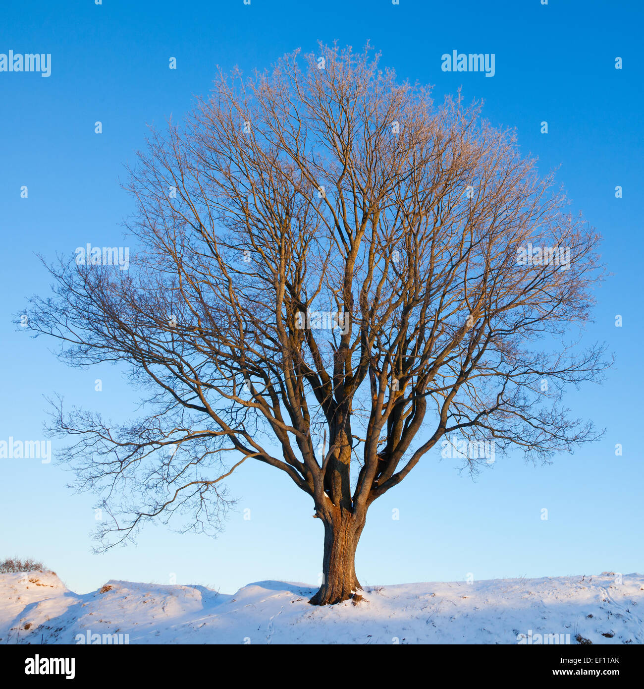 Unico albero inverno su blu cielo mattutino Foto Stock