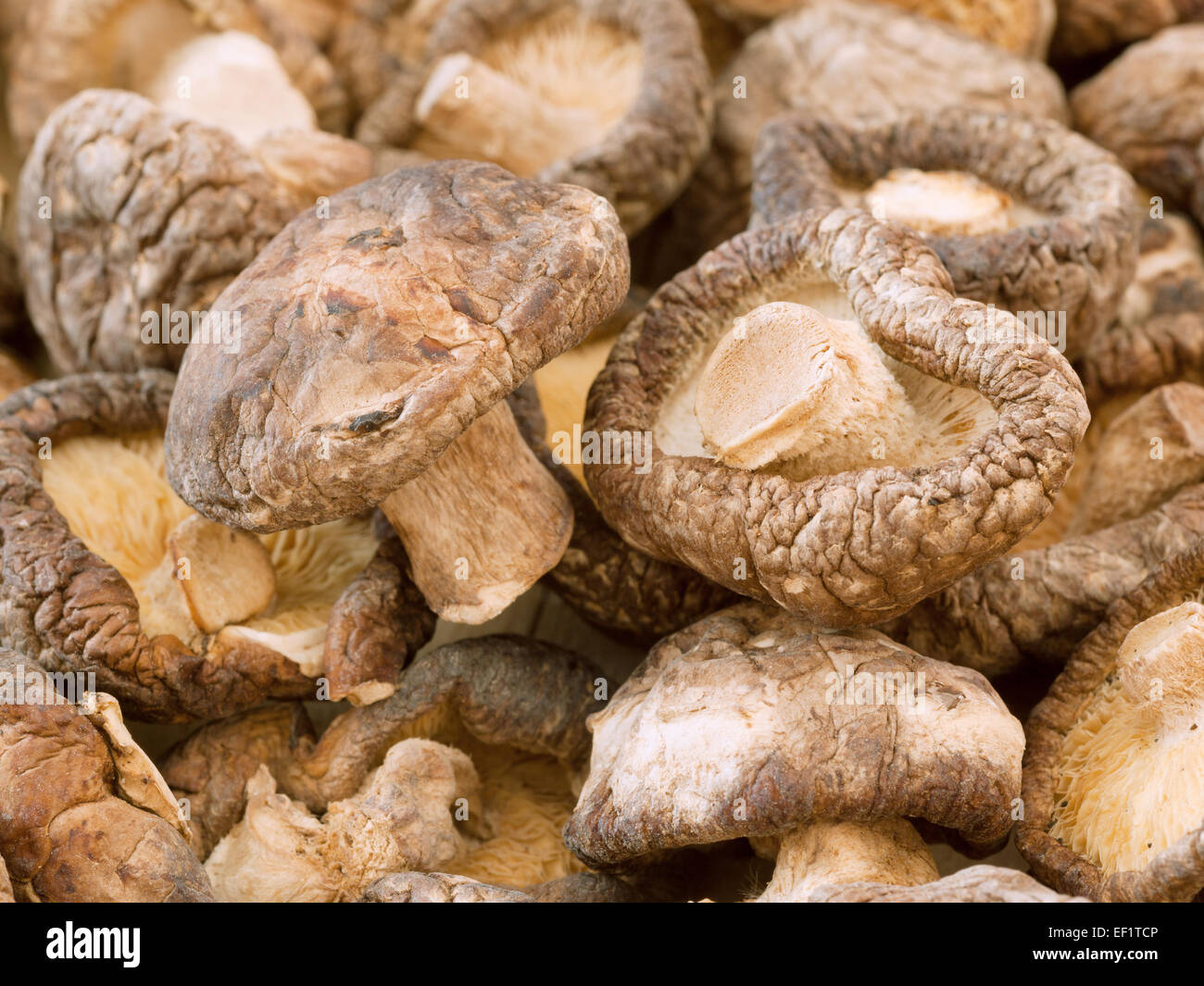 Funghi Shitake close up Foto Stock