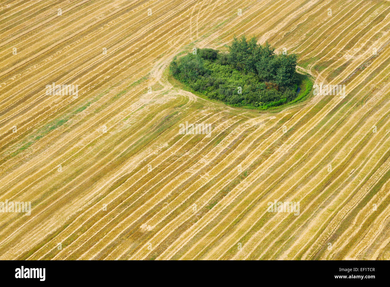 Una vista aerea del campo agricolo Foto Stock