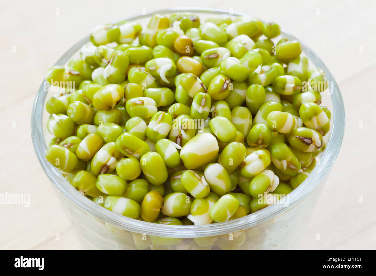 Verde fagiolo mung i germogli in vaso Foto Stock