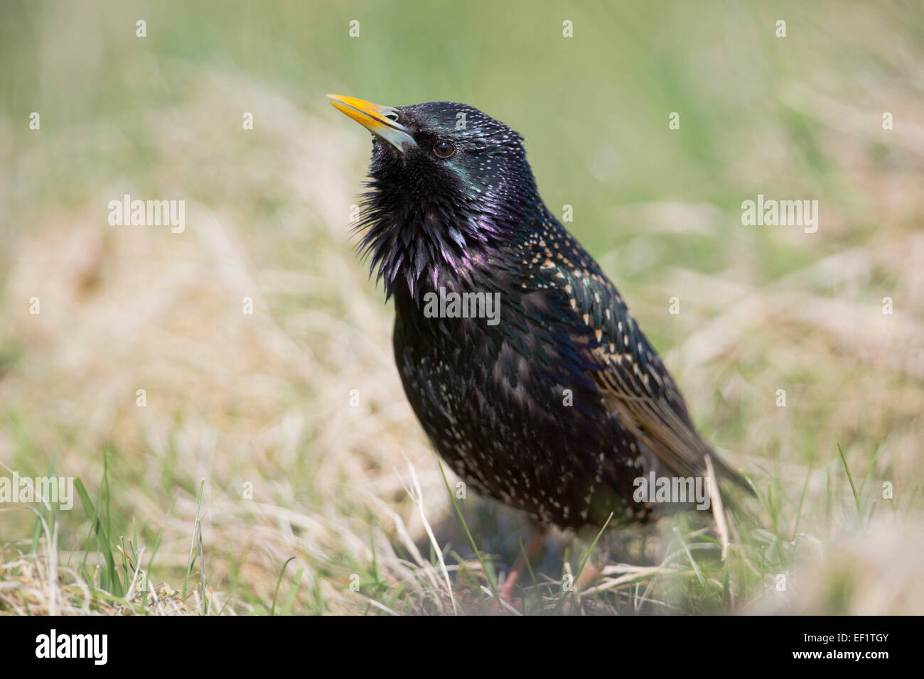 Starling; Sturnus vulgaris; maschio; Regno Unito Foto Stock