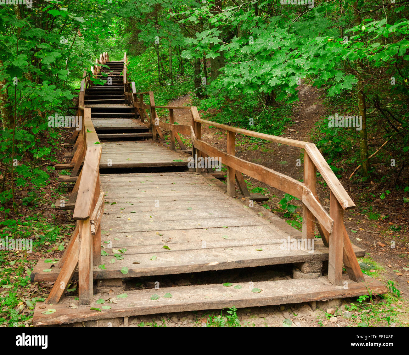 Scala in legno a montagne foresta, sentiero natura in riserva Foto Stock