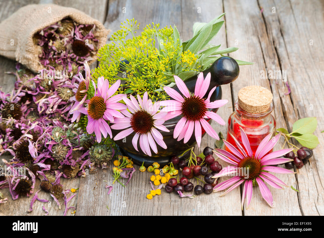 Coneflowers e aneto in malta, fiala con l'olio essenziale sul ceppo di legno, medicine a base di erbe Foto Stock