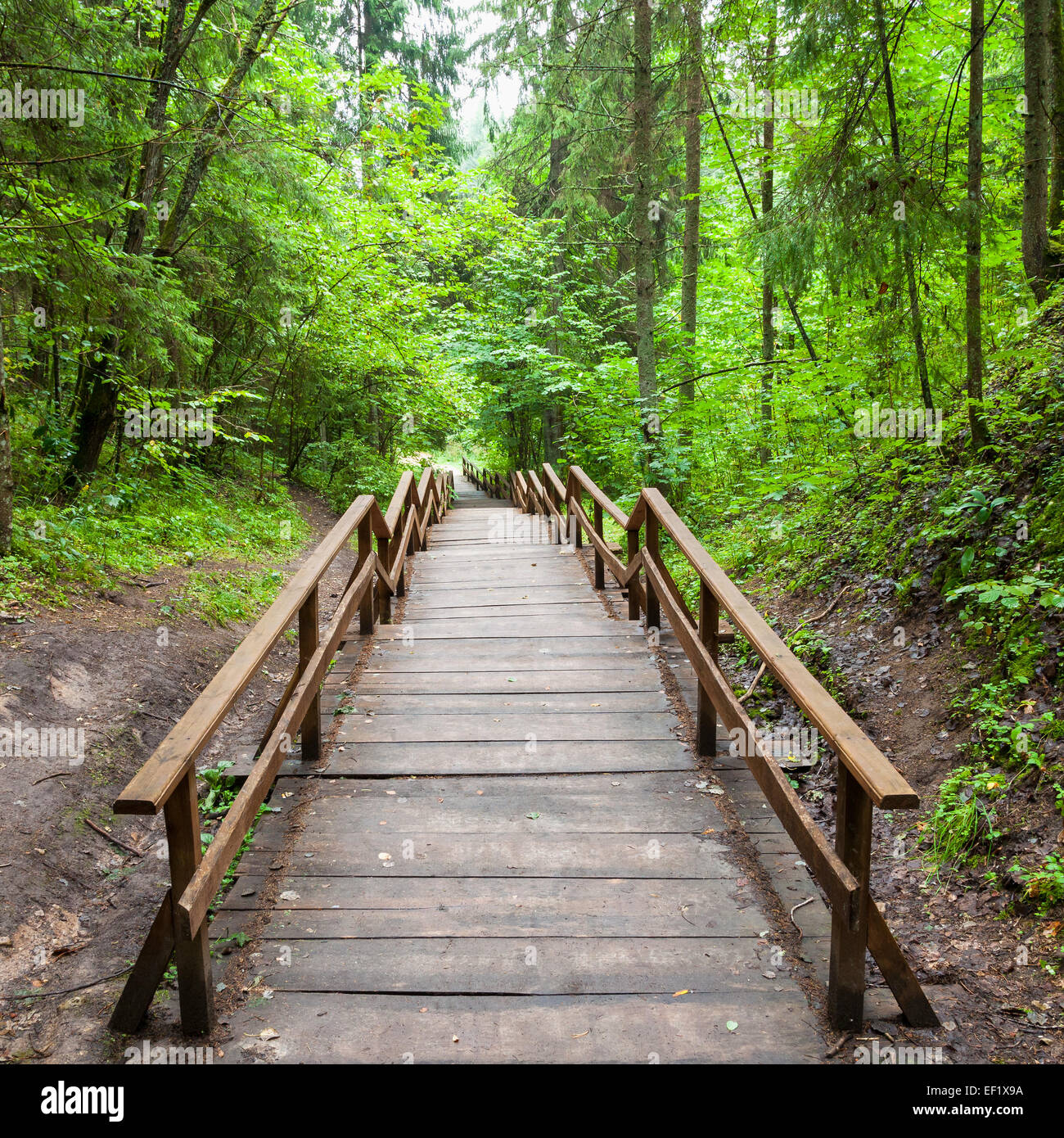 Scala in legno di foresta, sentiero natura in riserva Foto Stock