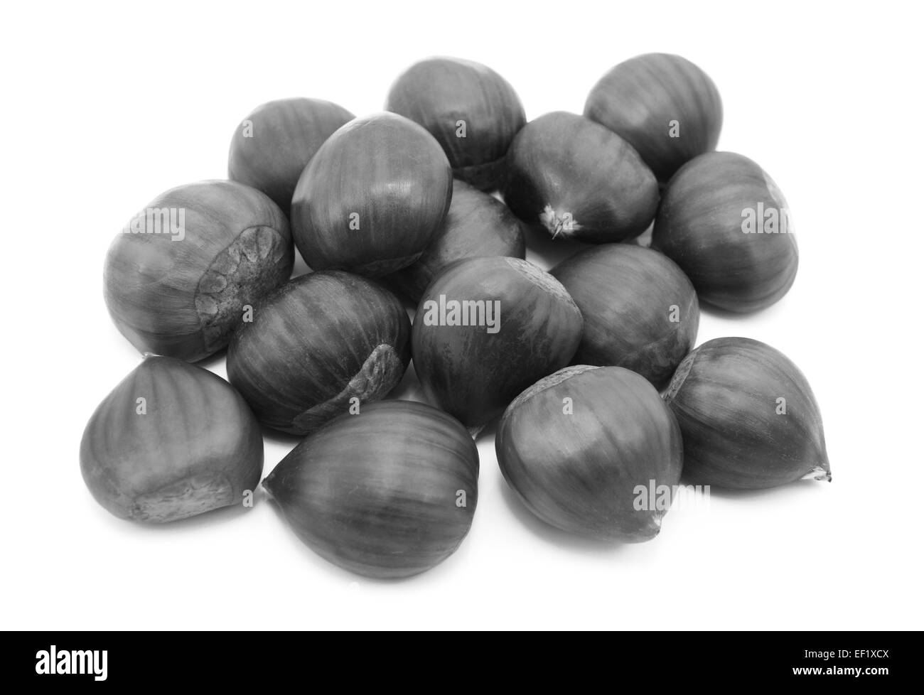 Le castagne in gusci, isolato su uno sfondo bianco - elaborazione monocromatica Foto Stock