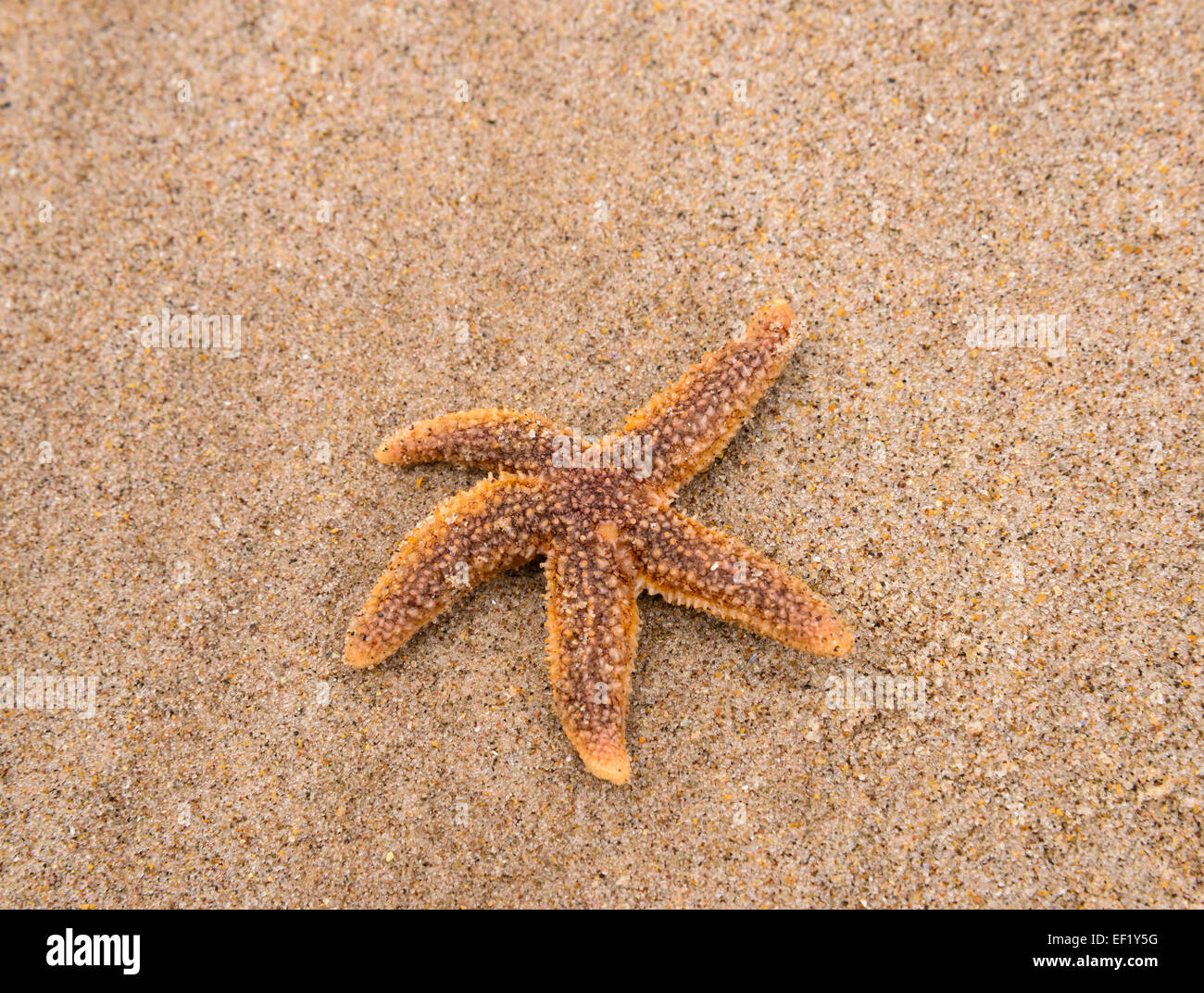 Starfish comune, Asterias rubens, Ross Sands, Northumberland, Inghilterra Foto Stock