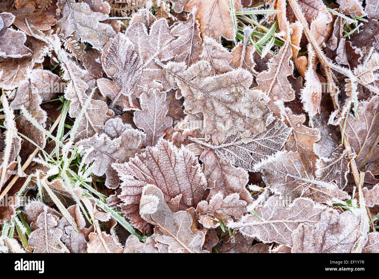 Frosty foglie, prevalentemente di rovere con alcuni hazel, Ken Dee paludi, Dumfries & Galloway, Scozia Foto Stock