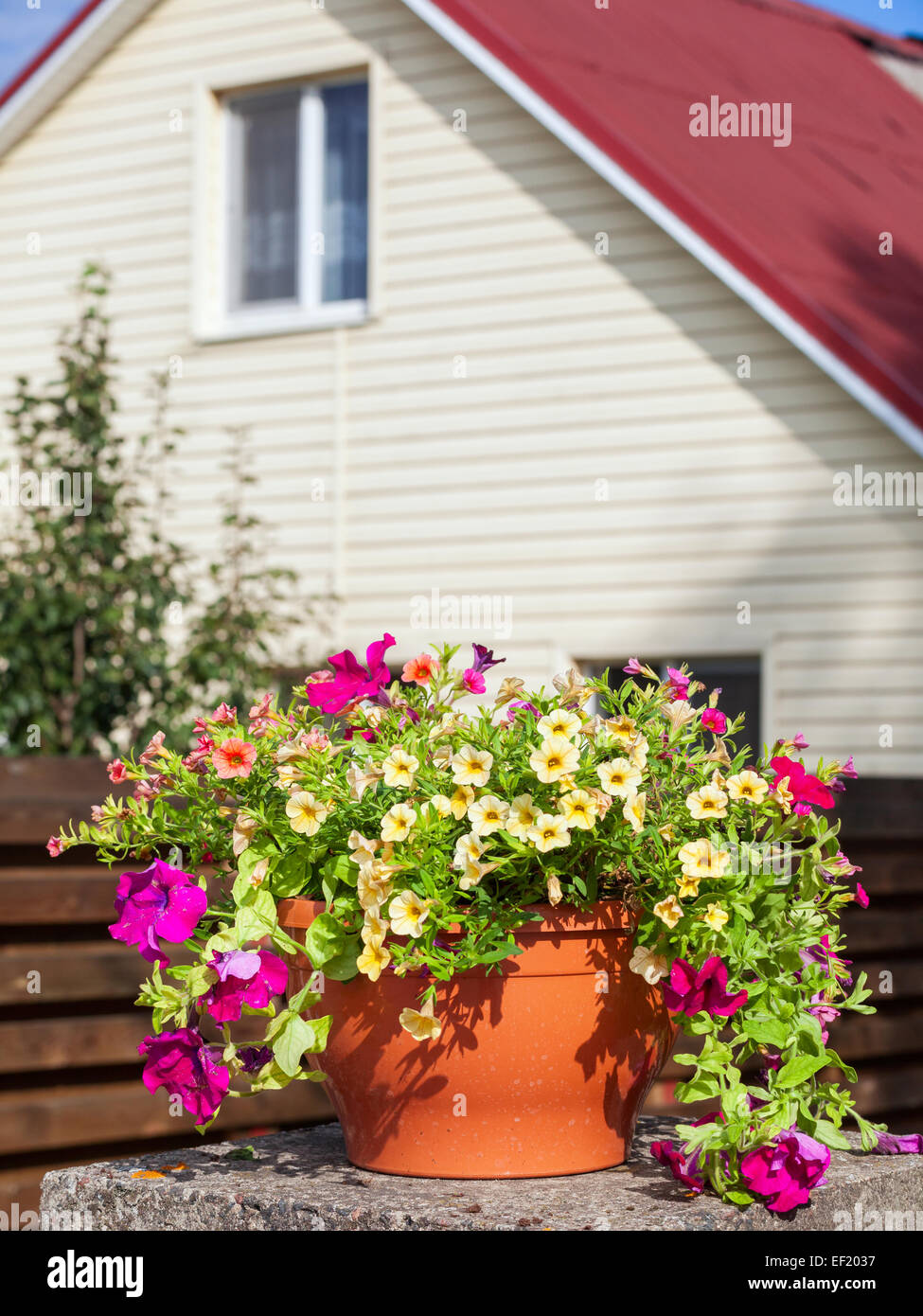 Vaso con fiori di petunia vicino a una casa all'aperto Foto Stock