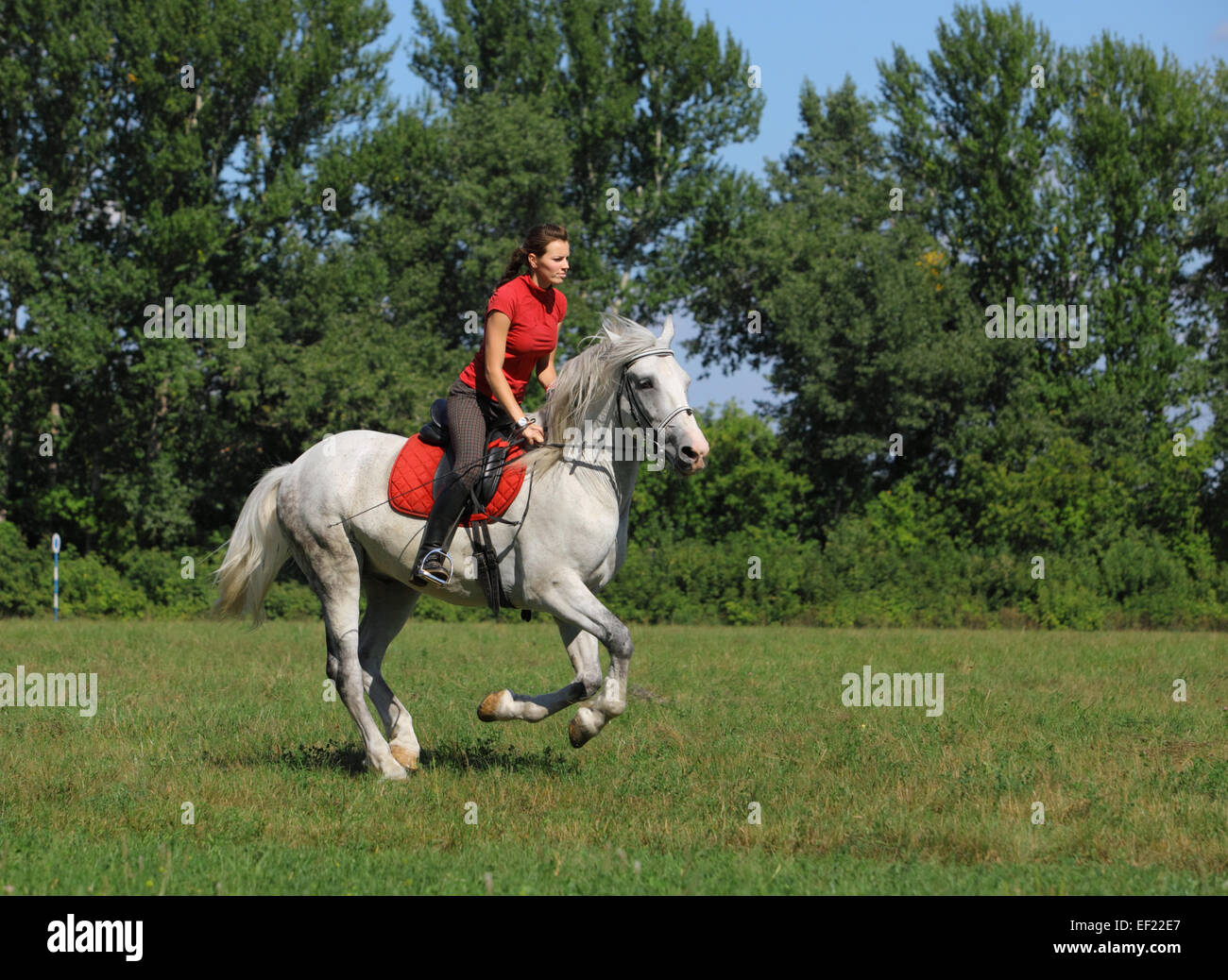 Giovane donna è a cavallo di un pony lungo un campo estivo Foto Stock