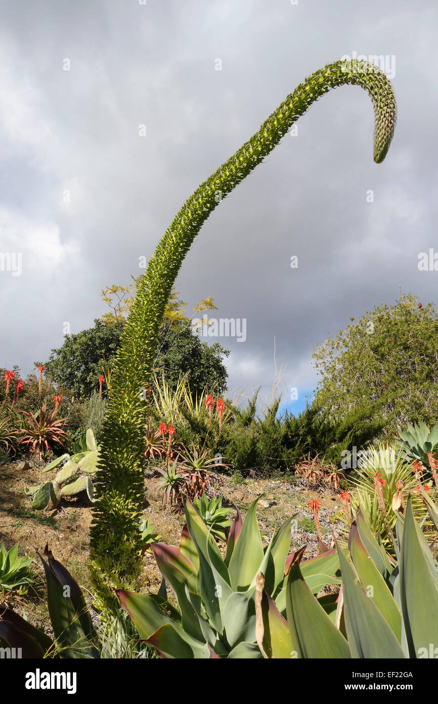 Agave attenuata, Lion's tail, pianta e collo di cigno, coda di volpe, fioritura, Spagna. Foto Stock